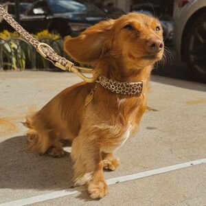 Wander! Multiway Waterproof Leash Leopard NEW